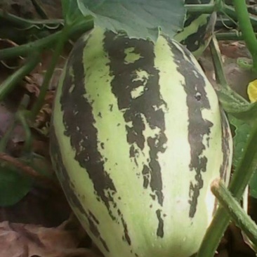 谢华甜