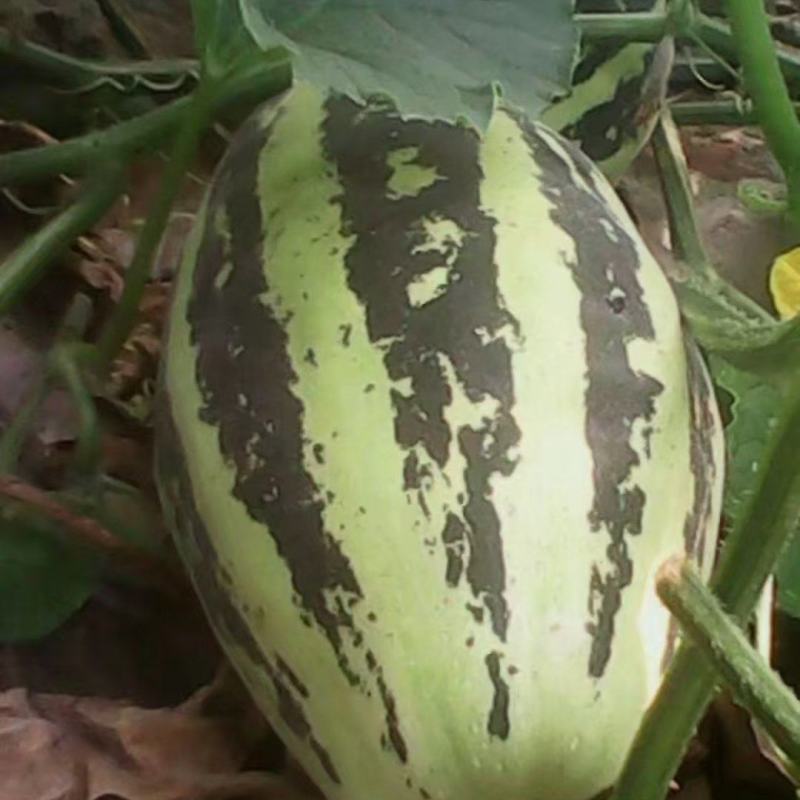 谢华甜