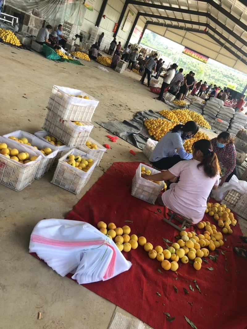锦香毛桃产地批发锦春毛桃大量上市市场交易全国发货