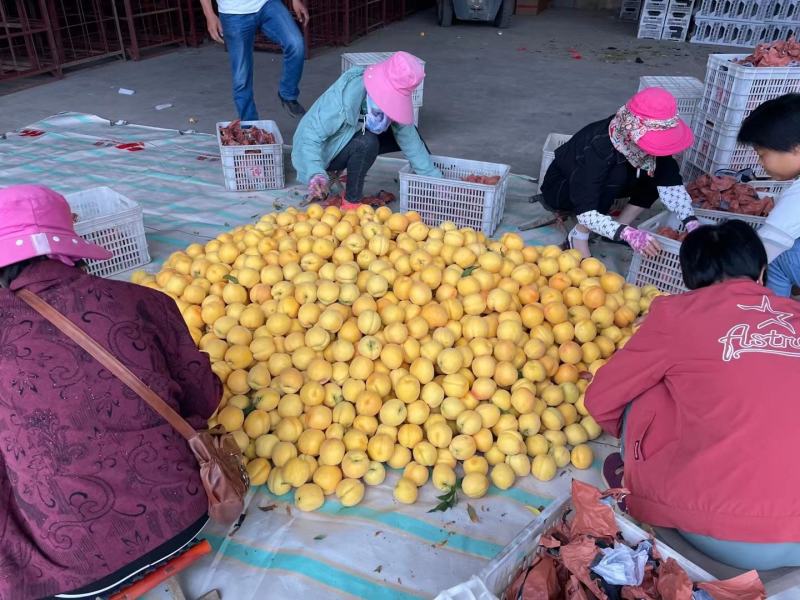 锦香毛桃产地批发锦春毛桃大量上市市场交易全国发货