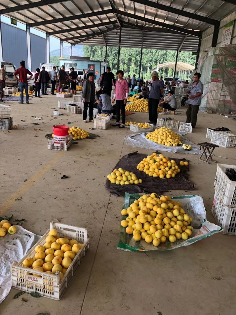 锦香毛桃产地批发锦春毛桃大量上市市场交易全国发货