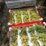 金手指种植大户，联系我时请说在一亩田上看到的
