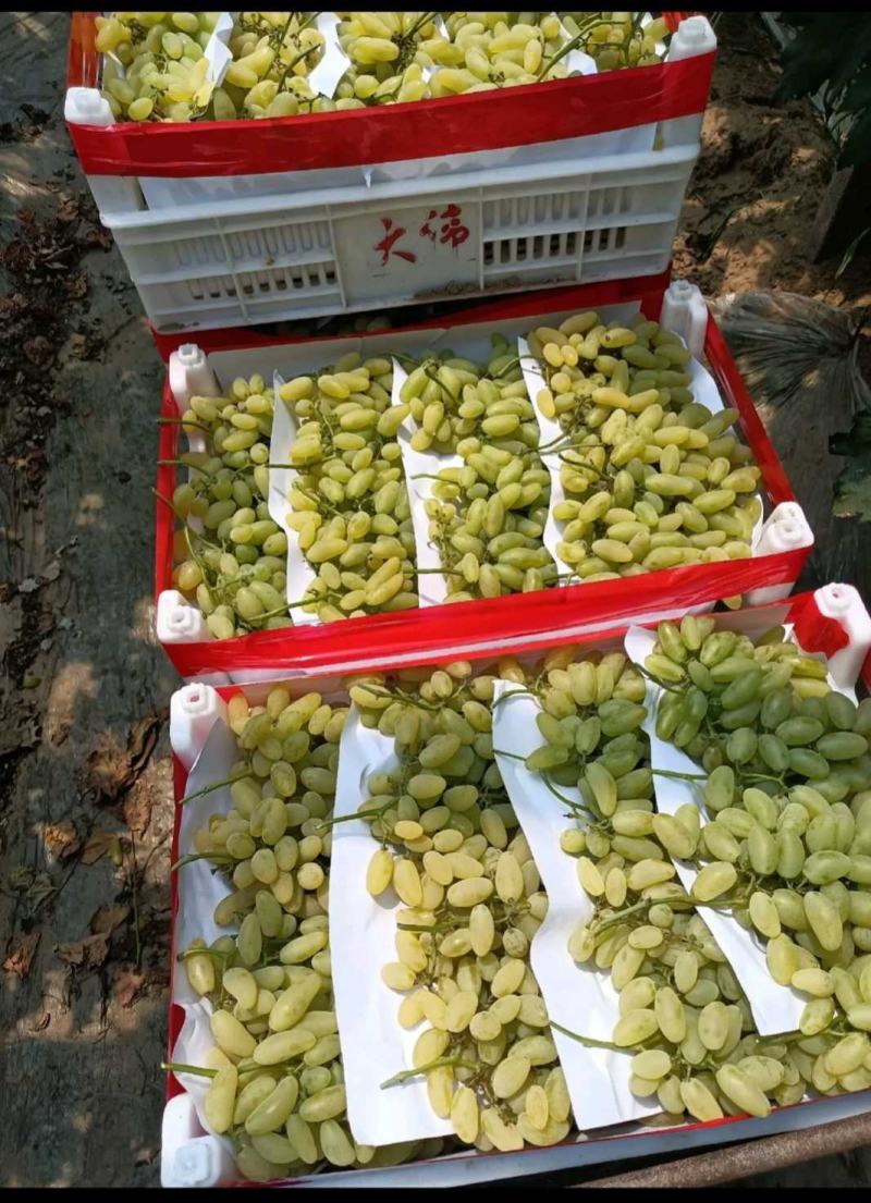 金手指种植大户，联系我时请说在一亩田上看到的