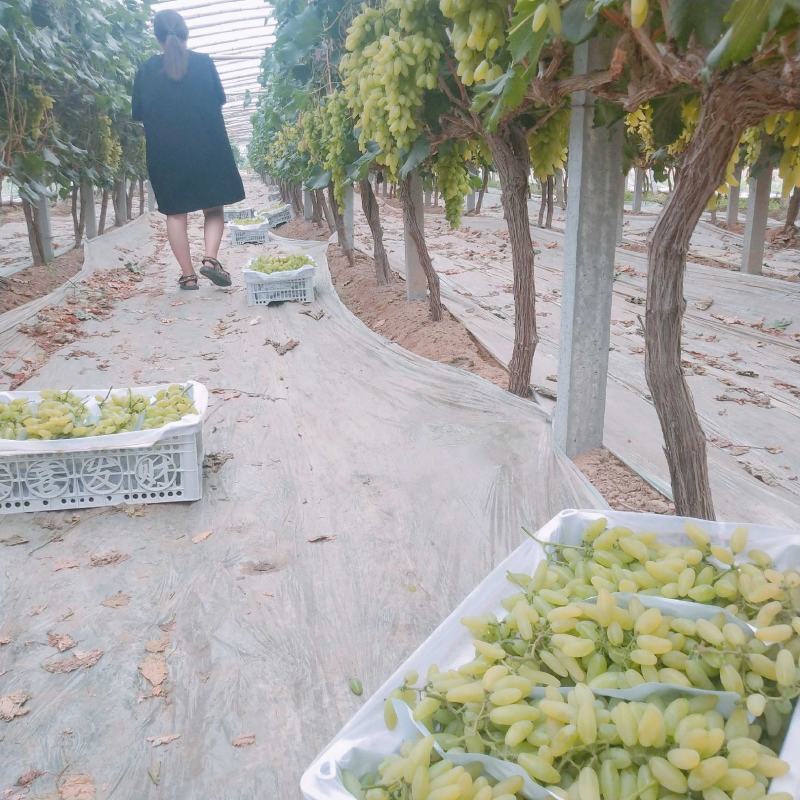 金手指种植大户，联系我时请说在一亩田上看到的
