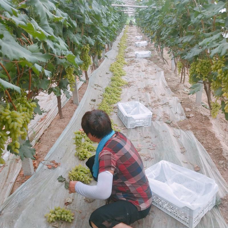 金手指种植大户，联系我时请说在一亩田上看到的