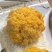 云南金耳菌