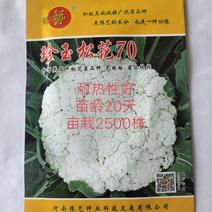 珍玉松花70菜花种子耐湿花球比品种白商品性高2公斤