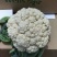 珍玉松花70菜花种子耐湿花球比品种白商品性高2公斤