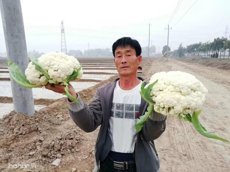 珍玉松花70菜花种子耐湿花球比品种白商品性高2公斤