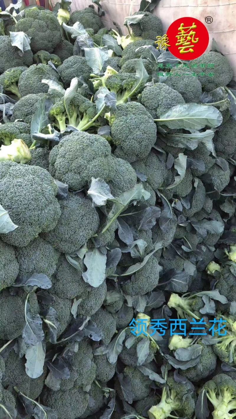 珍玉松花70菜花种子耐湿花球比品种白商品性高2公斤