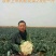 珍玉松花70菜花种子耐湿花球比品种白商品性高2公斤