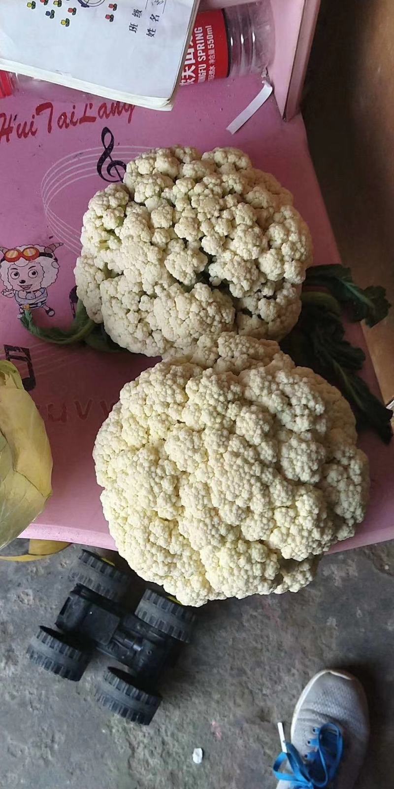 珍玉松花70菜花种子耐湿花球比品种白商品性高2公斤