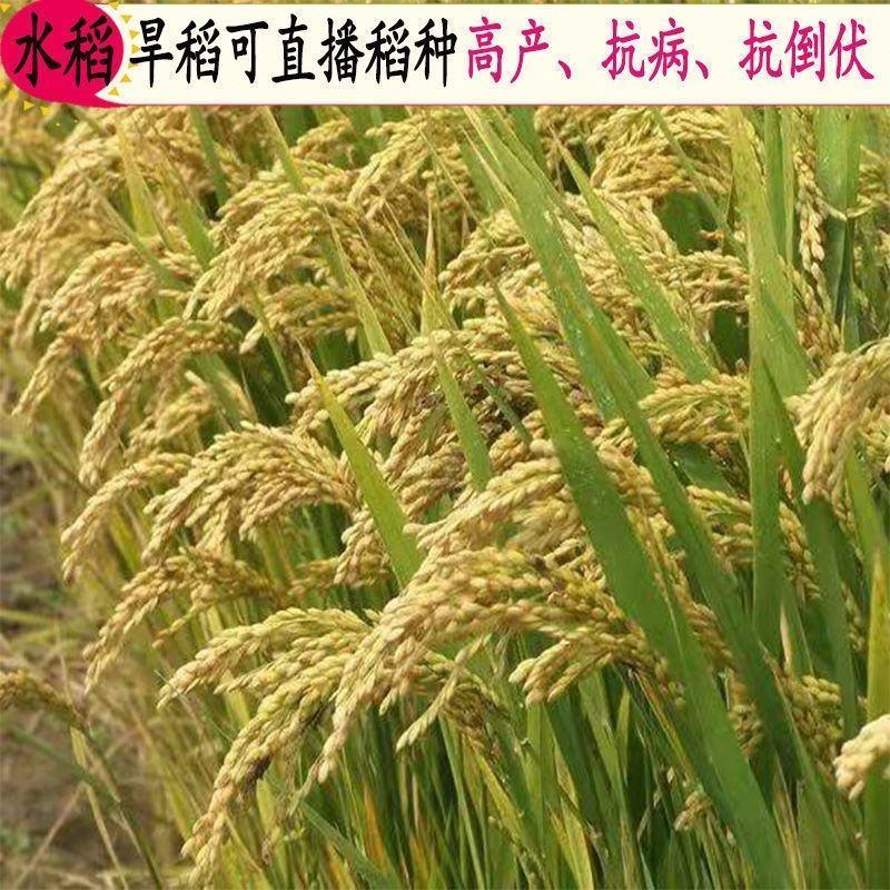 正宗高产好吃可留种水稻子旱稻种子旱谷香米旱稻籽糯谷种稻谷