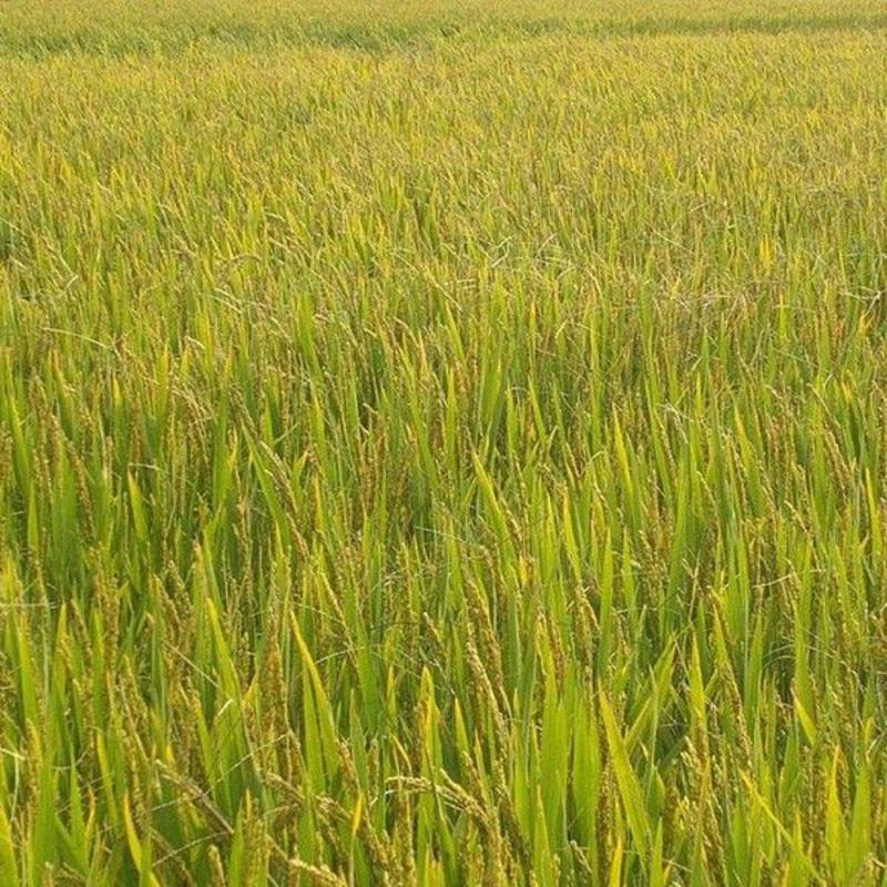正宗高产好吃可留种水稻子旱稻种子旱谷香米旱稻籽糯谷种稻谷