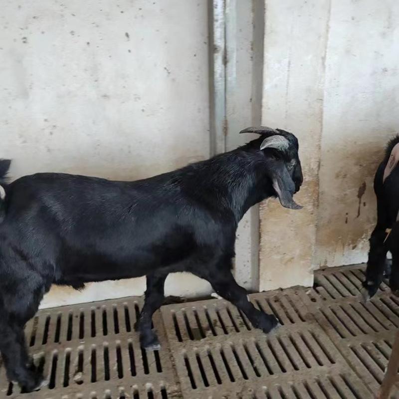 出售努比亚黑山羊羊羔受孕母羊种公羊全国包送货到付款