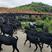 出售努比亚黑山羊羊羔受孕母羊种公羊全国包送货到付款