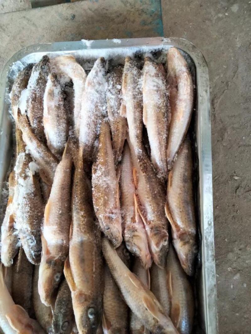 桃花马口鱼开肚小嘴马口鱼干鲤鱼鲫鱼鲶鱼冰鲜冻板