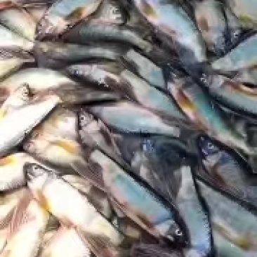 桃花马口鱼开肚小嘴马口鱼干鲤鱼鲫鱼鲶鱼冰鲜冻板