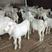 白山羊羊羔头胎怀孕母羊种公羊买十只送一只全国包送货到款
