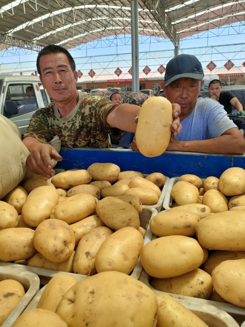 大棚土豆实验，中薯，沃土，河北省秦皇岛市昌黎县老刘货栈