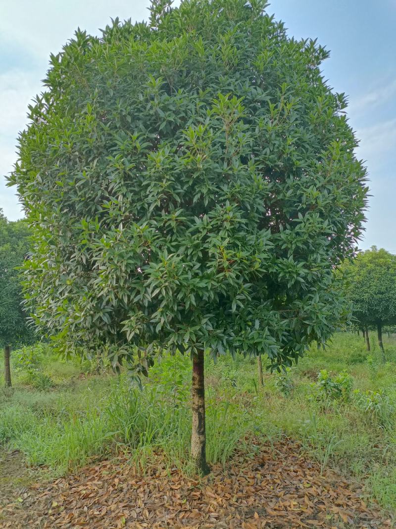 桂花树杆直冠园物美价廉一手货源
