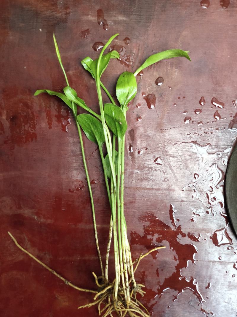 一支箭 野生一支箭