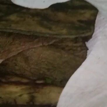 白术態胆木皮大量出售