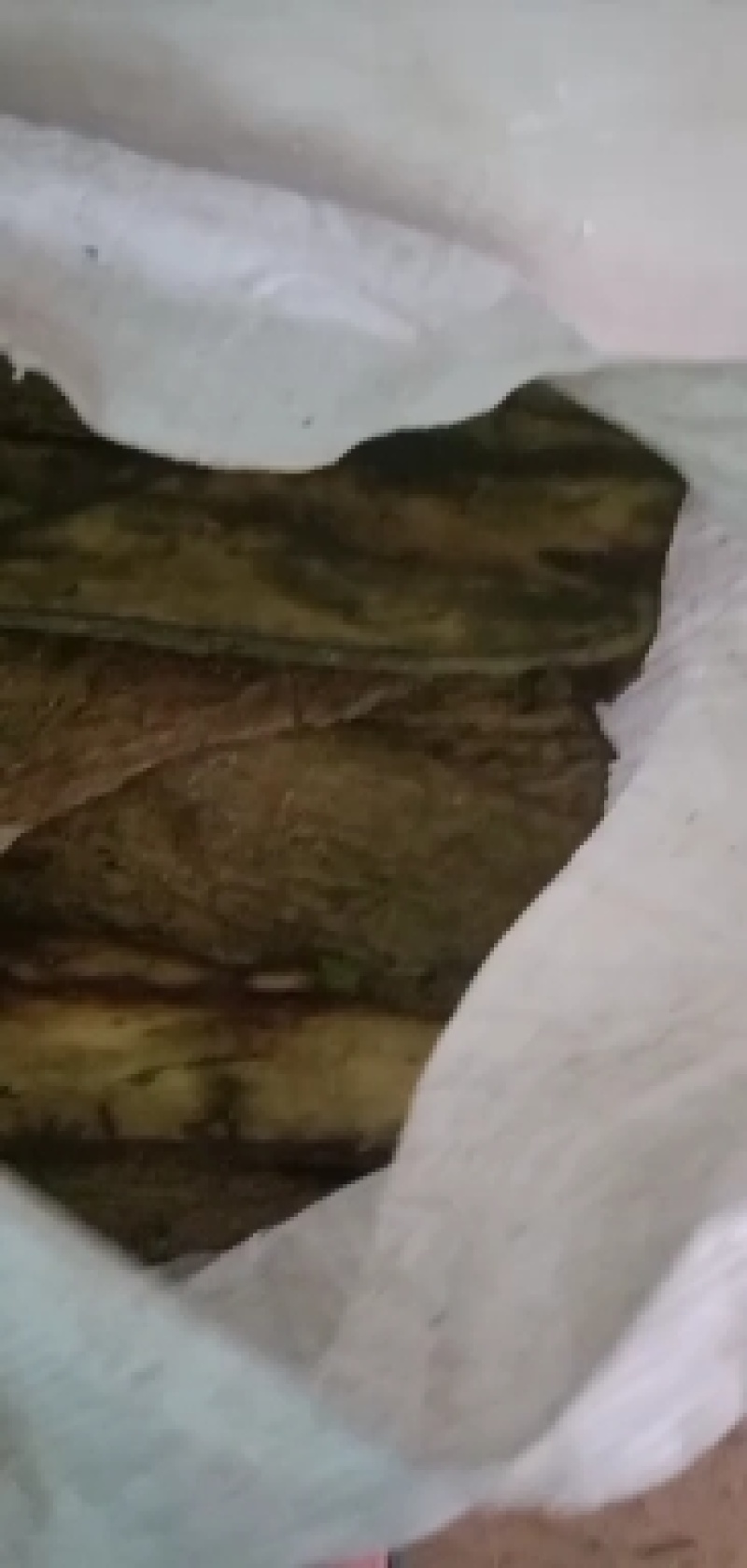 白术態胆木皮大量出售