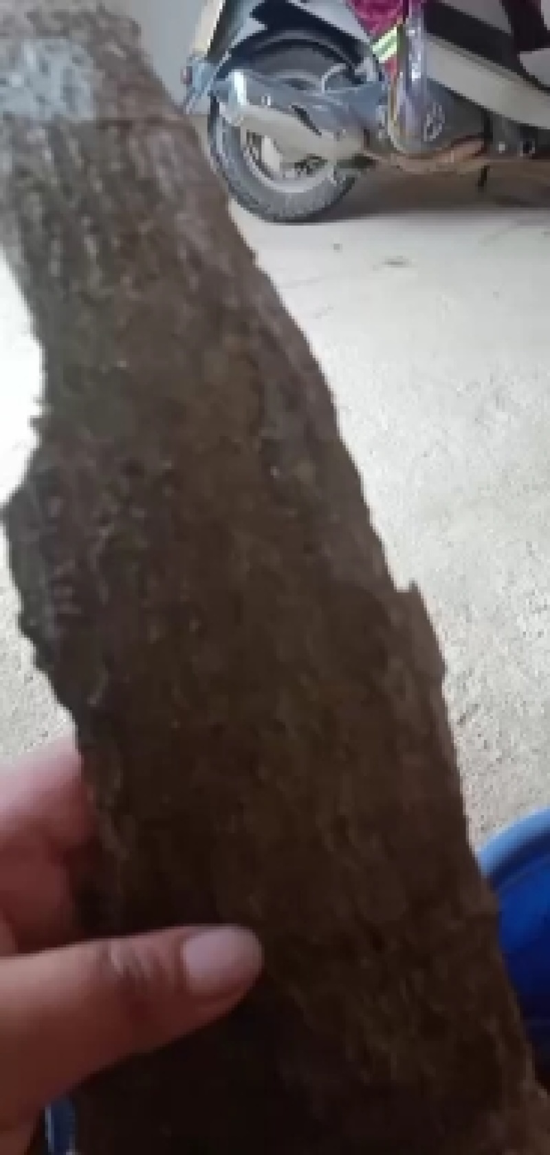 白术態胆木皮大量出售