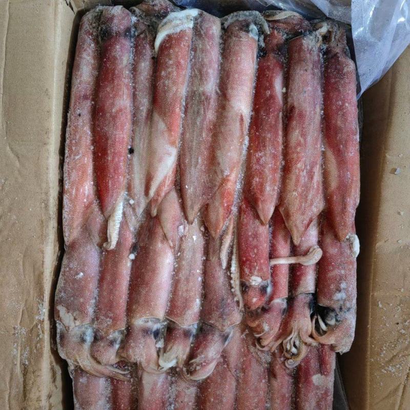 船冻灯光鱿鱼/红管脆口干冻冰鲜围网鱿鱼带膏