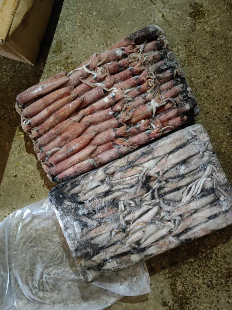 船冻灯光鱿鱼/红管脆口干冻冰鲜围网鱿鱼带膏