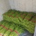 本地长豆角青条豆角大量有货,质量保证有需要的联系
