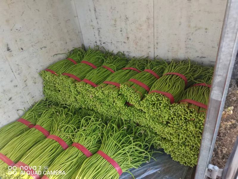 本地长豆角青条豆角大量有货，质量保证有需要的联系