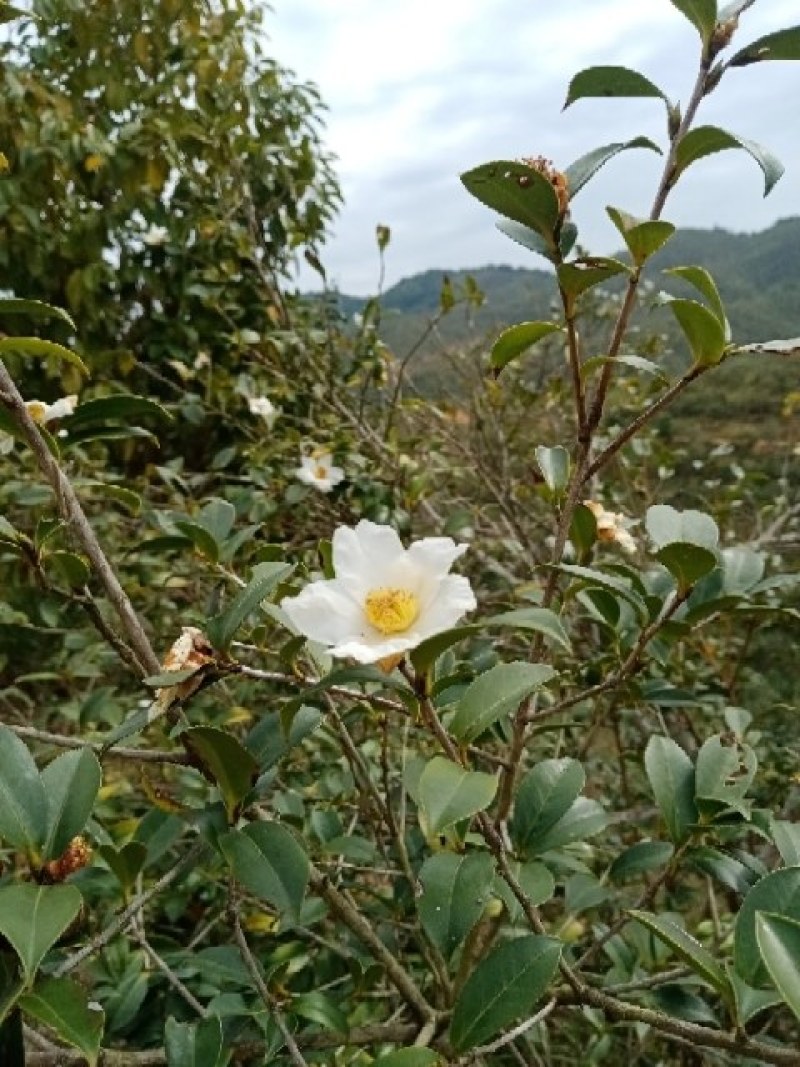 河源农家山茶油地道客家味绿色无添加