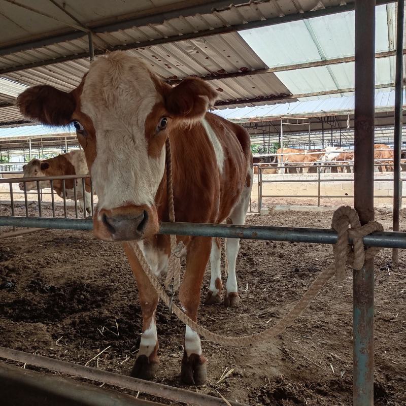 西门塔尔牛肉牛犊西门塔尔肉牛犊，西门塔尔肉牛怀孕母牛，西