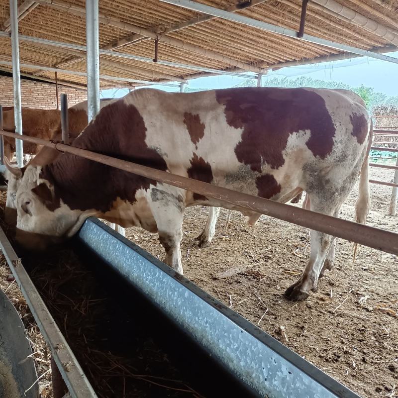 西门塔尔牛肉牛犊西门塔尔肉牛犊，西门塔尔肉牛怀孕母牛，西