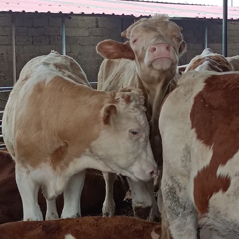 西门塔尔牛肉牛犊西门塔尔肉牛犊，西门塔尔肉牛怀孕母牛，西