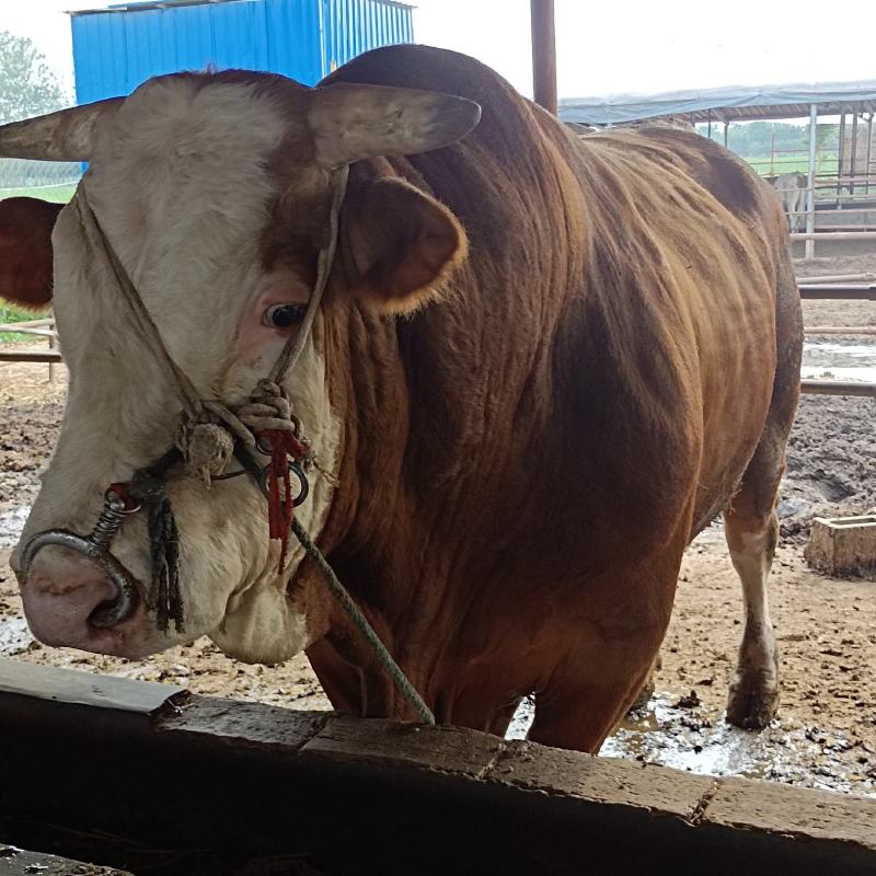 西门塔尔牛肉牛犊西门塔尔肉牛犊，西门塔尔肉牛怀孕母牛，西