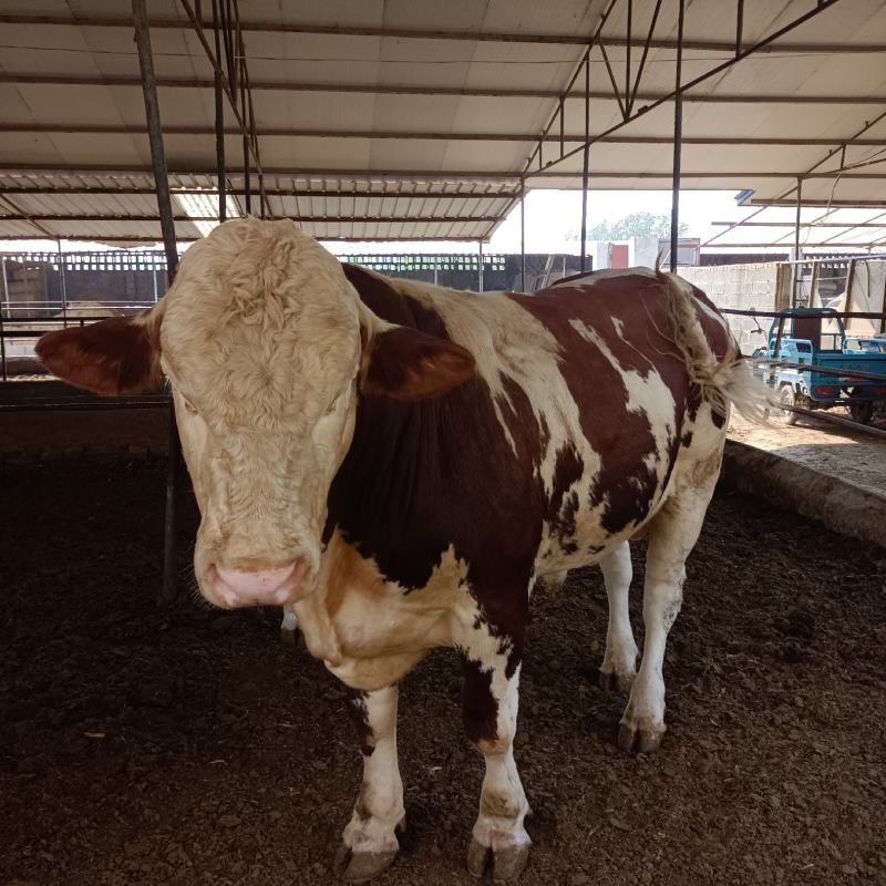西门塔尔牛肉牛犊西门塔尔肉牛犊，西门塔尔肉牛怀孕母牛，西