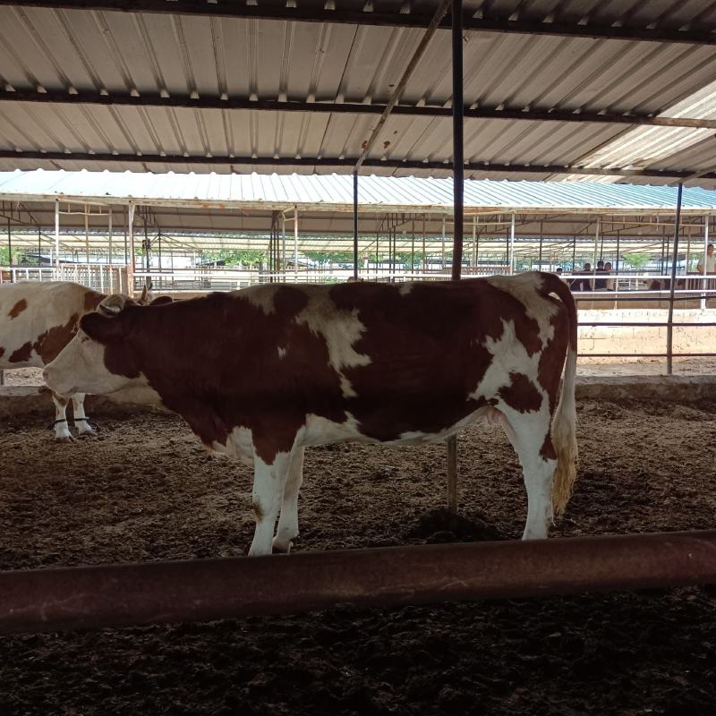 西门塔尔牛肉牛犊西门塔尔肉牛犊，西门塔尔肉牛怀孕母牛，西