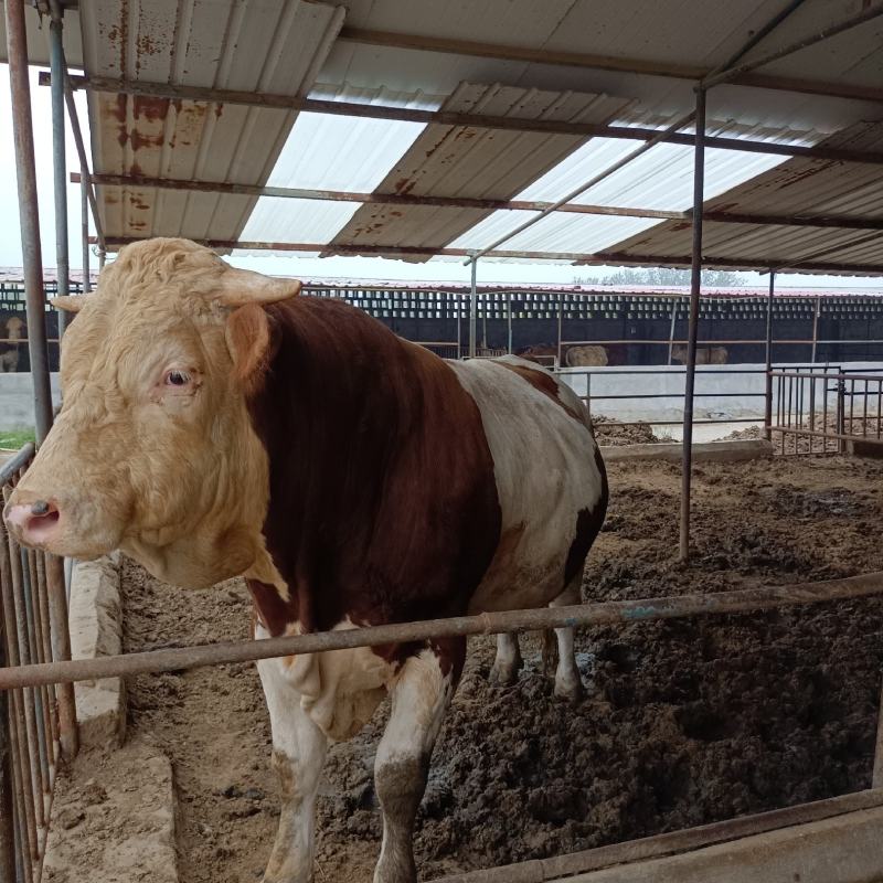 西门塔尔牛肉牛犊西门塔尔肉牛犊，西门塔尔肉牛怀孕母牛，西