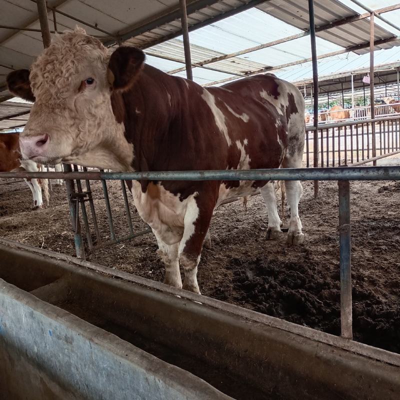 西门塔尔牛肉牛犊西门塔尔肉牛犊，西门塔尔肉牛怀孕母牛，西