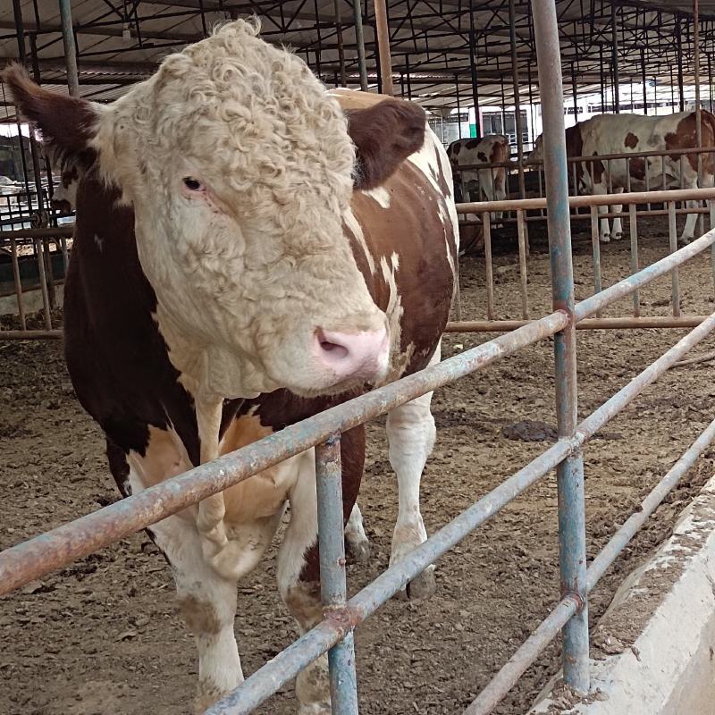西门塔尔牛肉牛犊西门塔尔肉牛犊，西门塔尔肉牛怀孕母牛，西