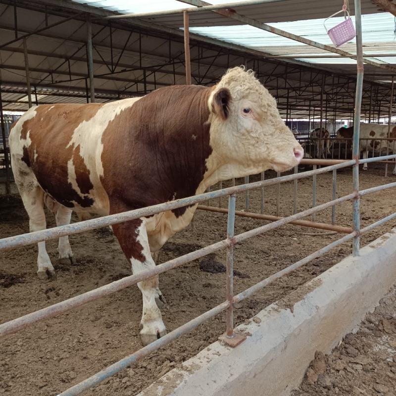 西门塔尔牛肉牛犊西门塔尔肉牛犊，西门塔尔肉牛怀孕母牛，西
