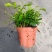 九里香盆栽室内花卉绿植净化空气耐修剪美观