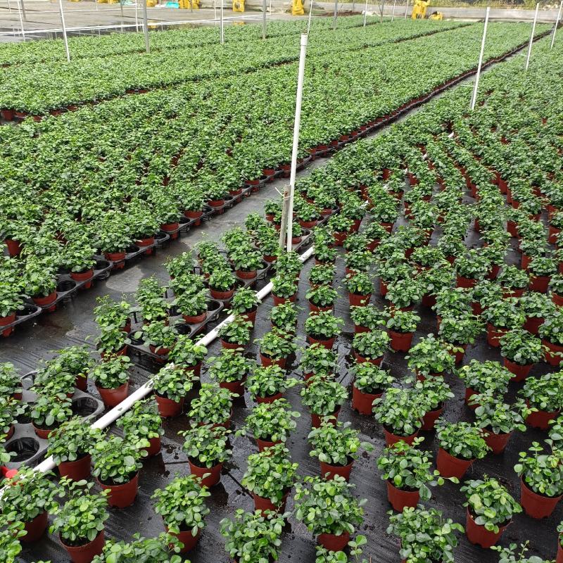 九里香盆栽室内花卉绿植净化空气耐修剪美观