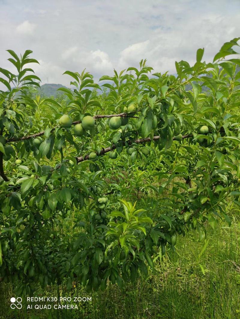 四川蒲江精品五月脆，青脆李，蜂糖李，半边红，脆红李，