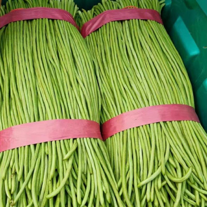 精品长豆角上市质量品质优良，条长，颜色鲜亮。