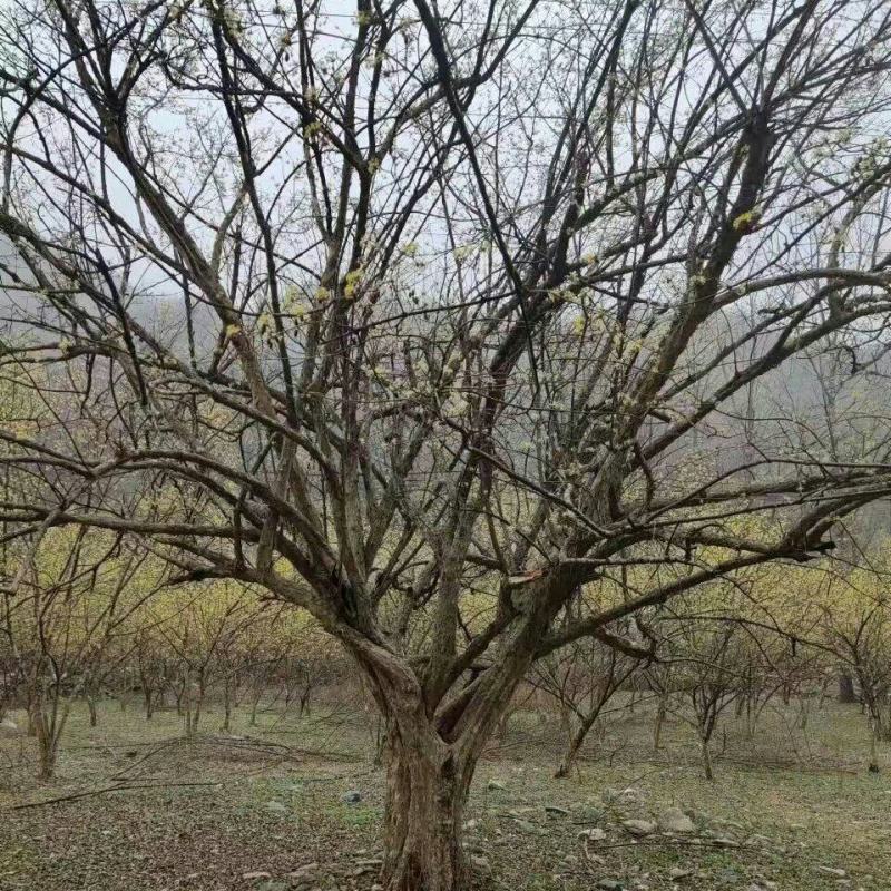 山茱萸，丛生山茱萸，各种规格齐全