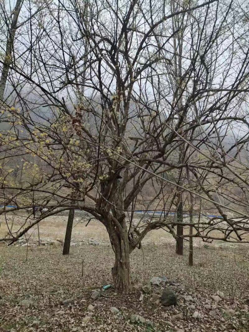 山茱萸，丛生山茱萸，各种规格齐全